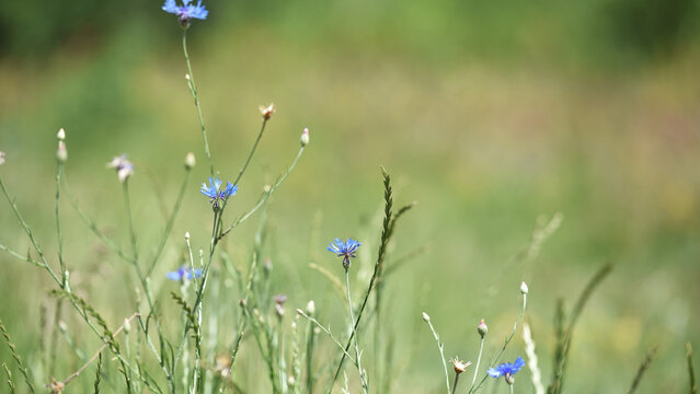 Cornflower, Centaurea cyanus Rare flower of Arable Fields. blue wildflowers, natural floral background. Wild flowers, close-up, blurred background. summer meadow flower, blooms beautifully in blue.