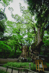 熱海の美しい来宮神社