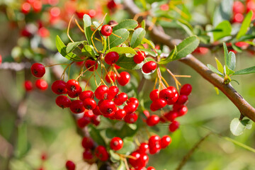 Obraz premium Close-up of a fruiting shrub called Pyracantha coccinea. Firethorn berries, rosaceae evergreen shrub. Dog apple, China, the scarlet, European species or red firethorn. Small, bright red berries.
