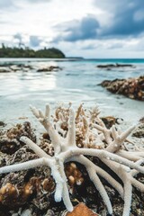 Fototapeta premium Close-up view of a dying coral reef reveals ocean acidification effects and rising temperatures at a remote tropical location