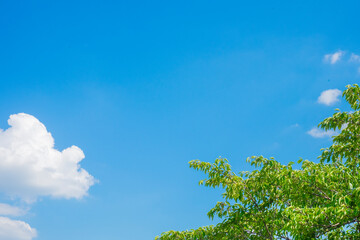 Obraz premium 新緑と青空