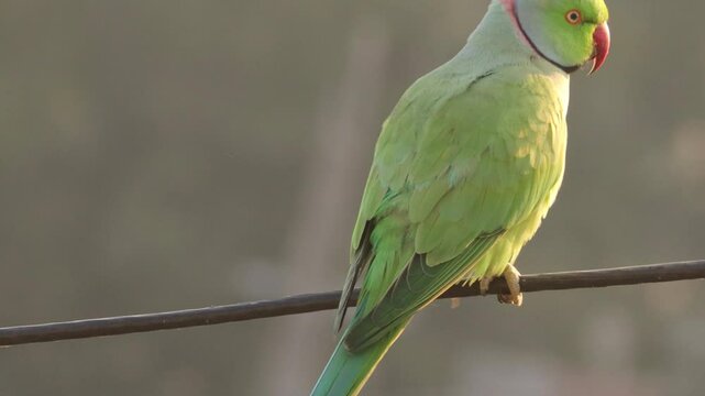 Selective focus background. Beautiful indian green parrot. Green Parrot on the in morning light- singla of indian parrot sitting on guava tree and eating guava. Indian Ringneck 
