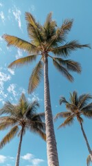Tall palm trees sway gently under a clear blue sky with wispy clouds on a sunny day in a tropical paradise