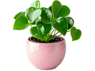 Fototapeta premium Indoor gardening heart-shaped leaf plant in pink pot home decor natural environment