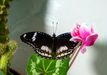 A tropical butterfly Hypolimnas bolina with spread wings sits among plants and flowers. Close-up. Breeding butterflies at home.