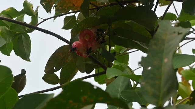a group of insects is sucking the nextar of water apple or  rose apple fruit.