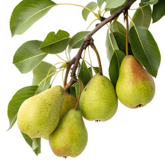 a bunch of Pear in branch. 