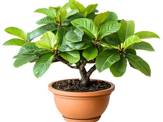 Fototapeta premium Indoor potted plant care home environment gardening guide natural aesthetics green view