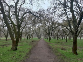 pathway winds through a grove of leafless trees on an overcast day