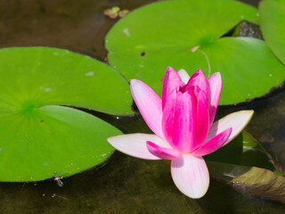 beautiful lily flower in pond