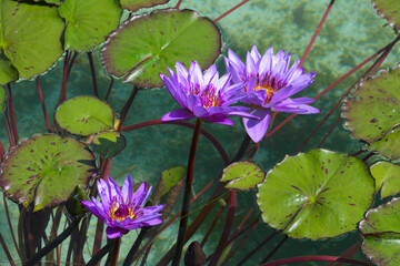 beautiful lily flower in pond