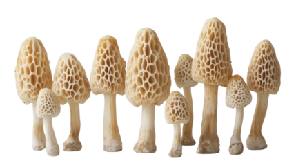 A fresh mushroom with shavings and beads isolated on a beach, surrounded by natural seashells and brown fungus, creating a healthy and sweet nature-inspired scene
