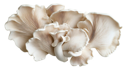 A group of oyster mushrooms with soft, wavy caps in a pale beige color, arranged elegantly on a white background.