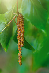 A pod with small brown birch seeds hung.Allergy to birch blossoms.
