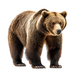 Fototapeta premium Angled view full body shot of an extremely perfect looking single Marsican Brown Bear animal isolated on a white transparent background