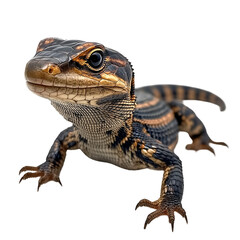 Obraz premium Angled view full body shot of an extremely perfect looking single Mexican Alligator Lizard animal isolated on a white transparent background
