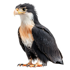 Obraz premium Angled view full body shot of an extremely perfect looking single Mexican Eagle (Northern crested caracara) animal isolated on a white transparent background