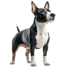 Angled view full body shot of an extremely perfect looking single Miniature Bull Terrier animal isolated on a white transparent background