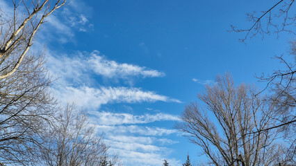 Blue sky with cirrus clouds over the city. Winter warm day. Trees without leaves