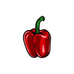 bell pepper vector illustration