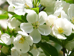 Small White Flowers on a Crab Apple Tree