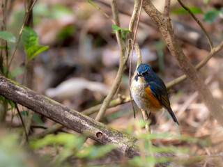 Obraz premium 森の中で枝に留まって周りを見渡しているルリビタキの雄