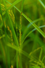 Beautiful Paddy Rice Fields in Asian Indonesian village