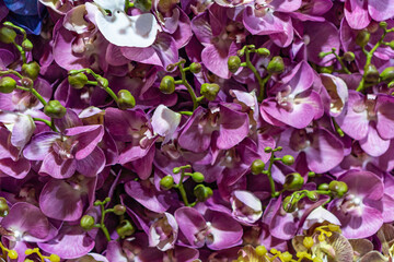 collection set of purple orchid fake plastic tree in flower shop shelf