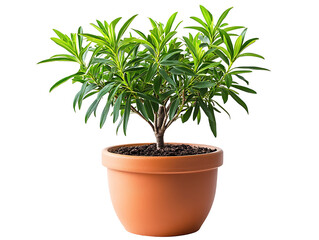 Indoor plant care tips home gardening guide natural environment close-up greenery growth