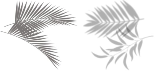 Abstract natural tree leaves shadow on white wall background. abstract white showcase room with trees, plants, window shadows. Natural dappled light overlay effect