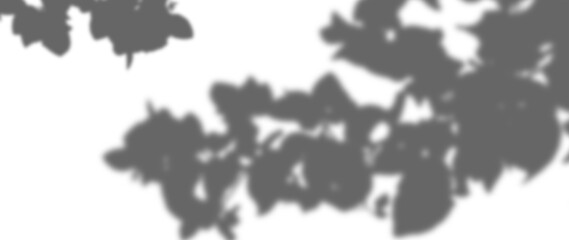 Abstract natural tree leaves shadow on white wall background. abstract white showcase room with trees, plants, window shadows. Natural dappled light overlay effect