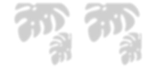 Abstract natural tree leaves shadow on white wall background. abstract white showcase room with trees, plants, window shadows. Natural dappled light overlay effect