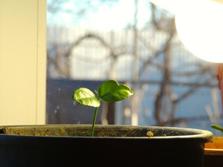 fresh green two-leaf sprout under bright light of electric bulb in flowerpot on windowsill in room,...