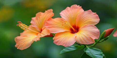 Fototapeta premium USA Soothing and Calming Visuals Relaxing flui