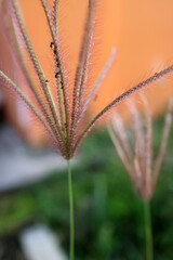 Flowers from half dried grass in front of the house