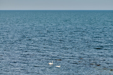 Serene ocean setting featuring two swans gracefully swimming, evoking peace and harmony. ideal for nature enthusiasts seeking tranquility and beauty in a vast, open sea environment