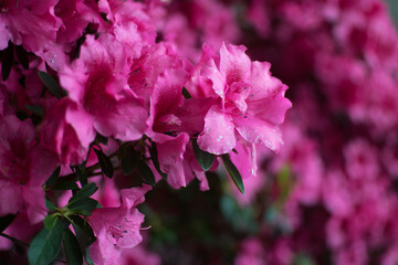 Pink Azalea Bloom in a Garden