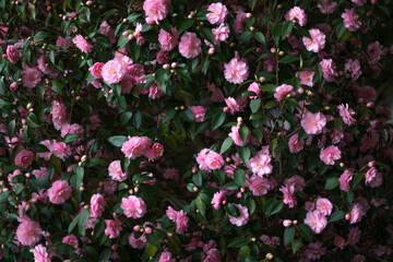 Fototapeta premium Beautiful Pink Azalea Flowers in Spring