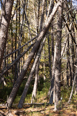 Obraz premium Fallen trees after the storm