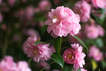 Beautiful Pink Azalea Flowers in Spring