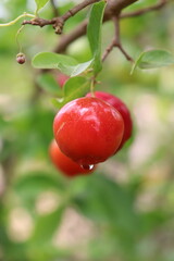 Tropical fruit on the stem. Acerola on the foot wet with night dew.