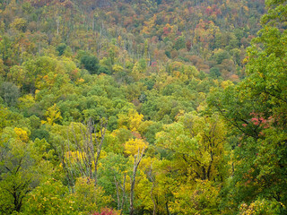 Fototapeta premium Autumn leaves on a tree