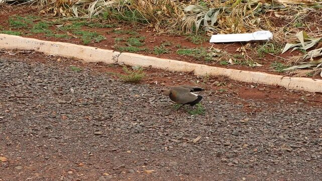 Adult lapwing in a defensive position, probably to protect the nest or any nearby chicks