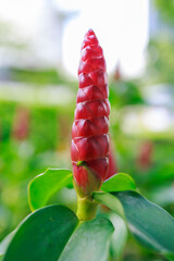 Obraz premium Top view of Indian Head Ginger or Red flower, focus selective