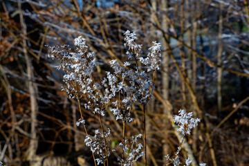 Eisblumen auf Ästen im Winter