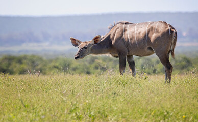 Close up of a Kudu antelope in the African bush in Addo Elephant Reserve in South Africa on 10 December 2024