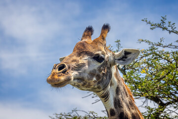 African giraffe head at tree top level in  the African bush in Tala Game Reserve near Duran, South Africa