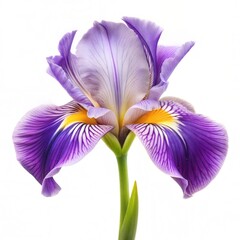 iris flower isolated on white.