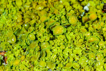 Xanthoria parietina - yellow-green lichen on a tree branch, apothecia and perithecia on lichen in...