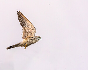 A Kestrel